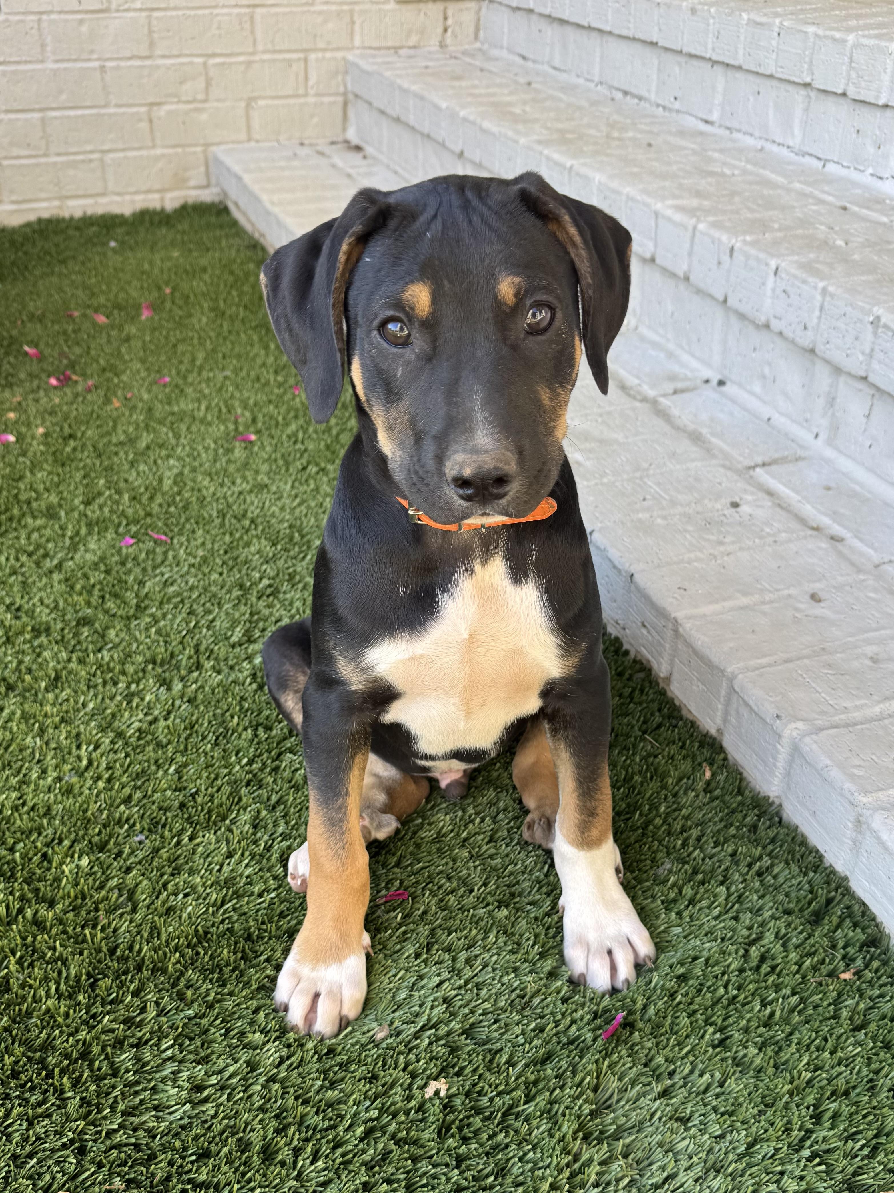 Enlarge Knox, an adoptable mixed breed in Mount Juliet, TN image 1/6