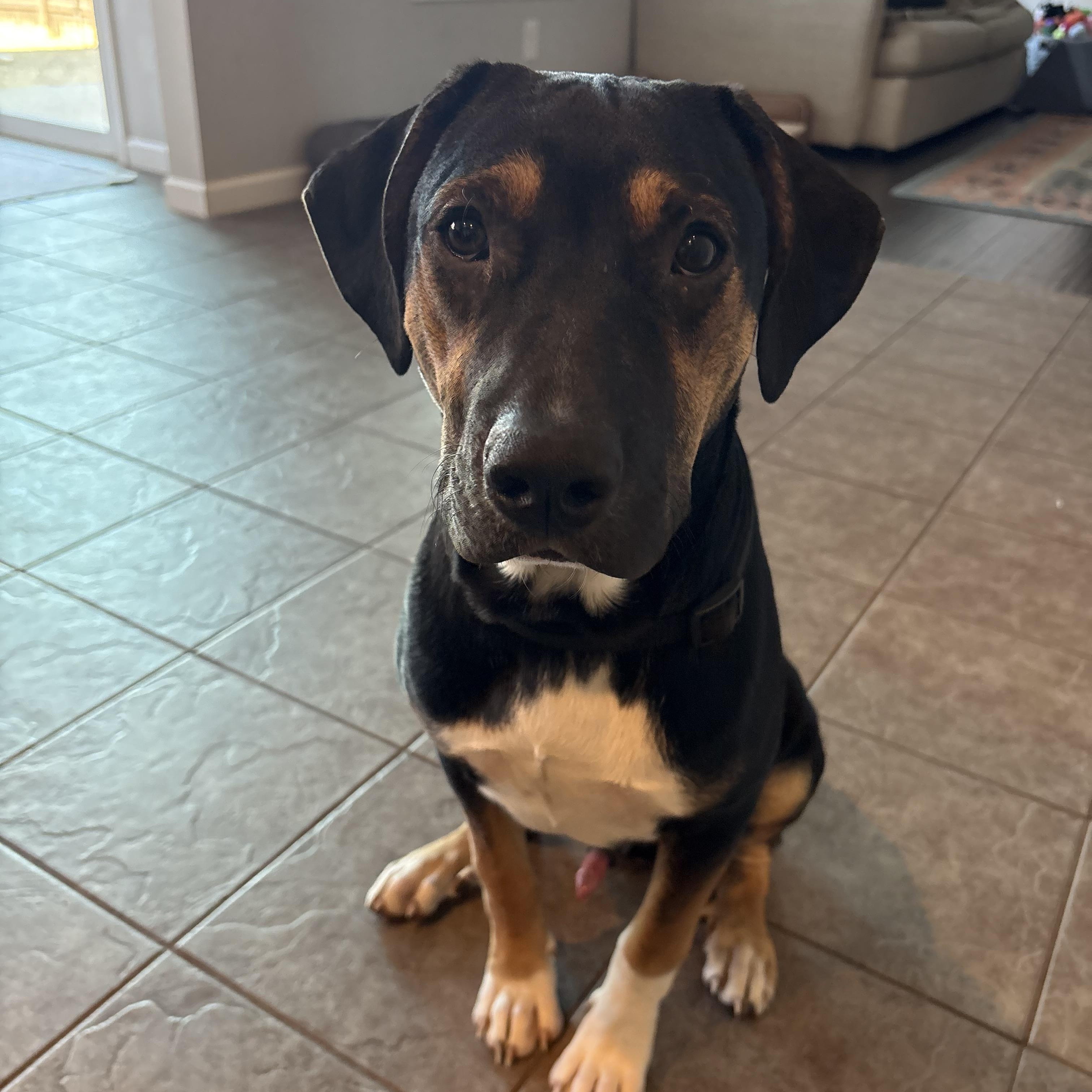 Enlarge Knox, an adoptable mixed breed in Mount Juliet, TN image 1/6