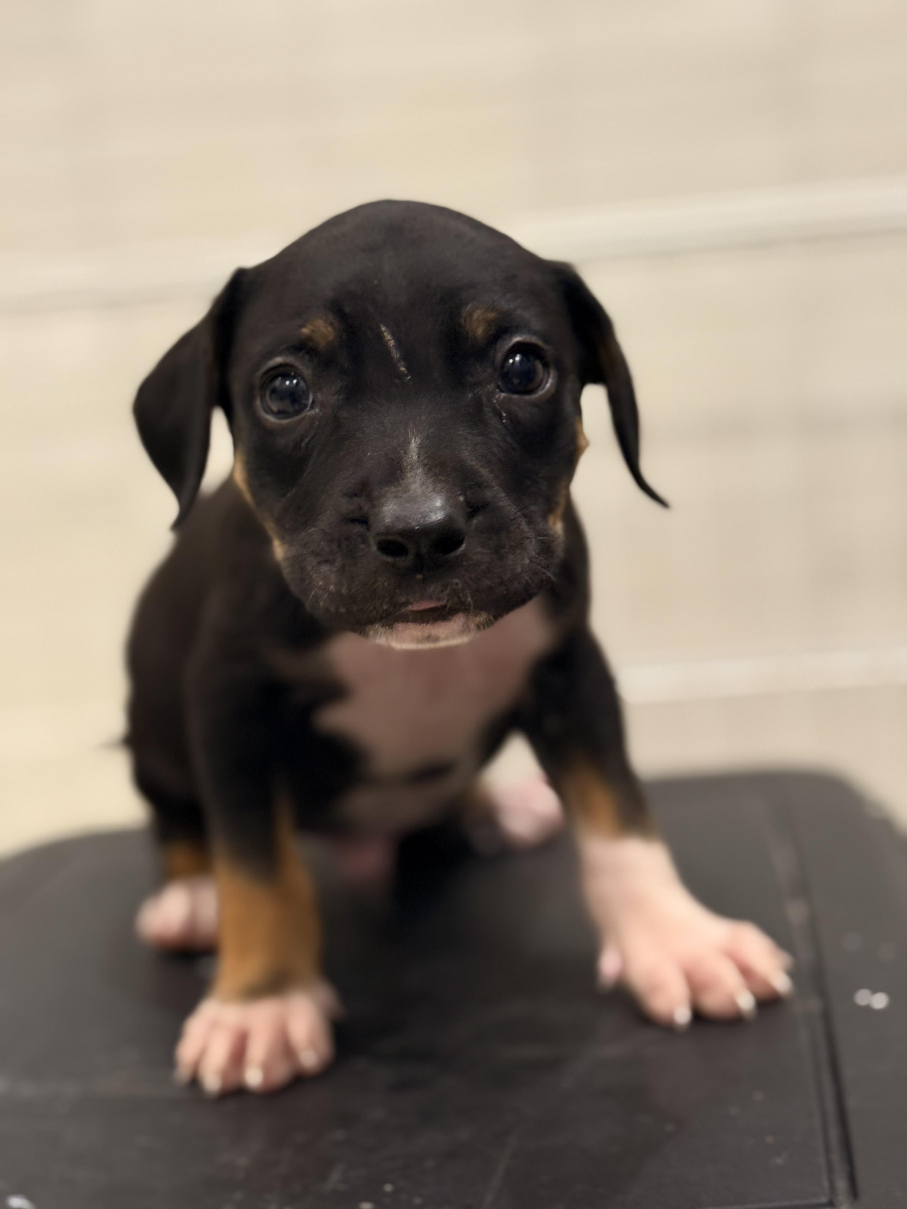 Enlarge Knox, an adoptable mixed breed in Mount Juliet, TN image 5/6