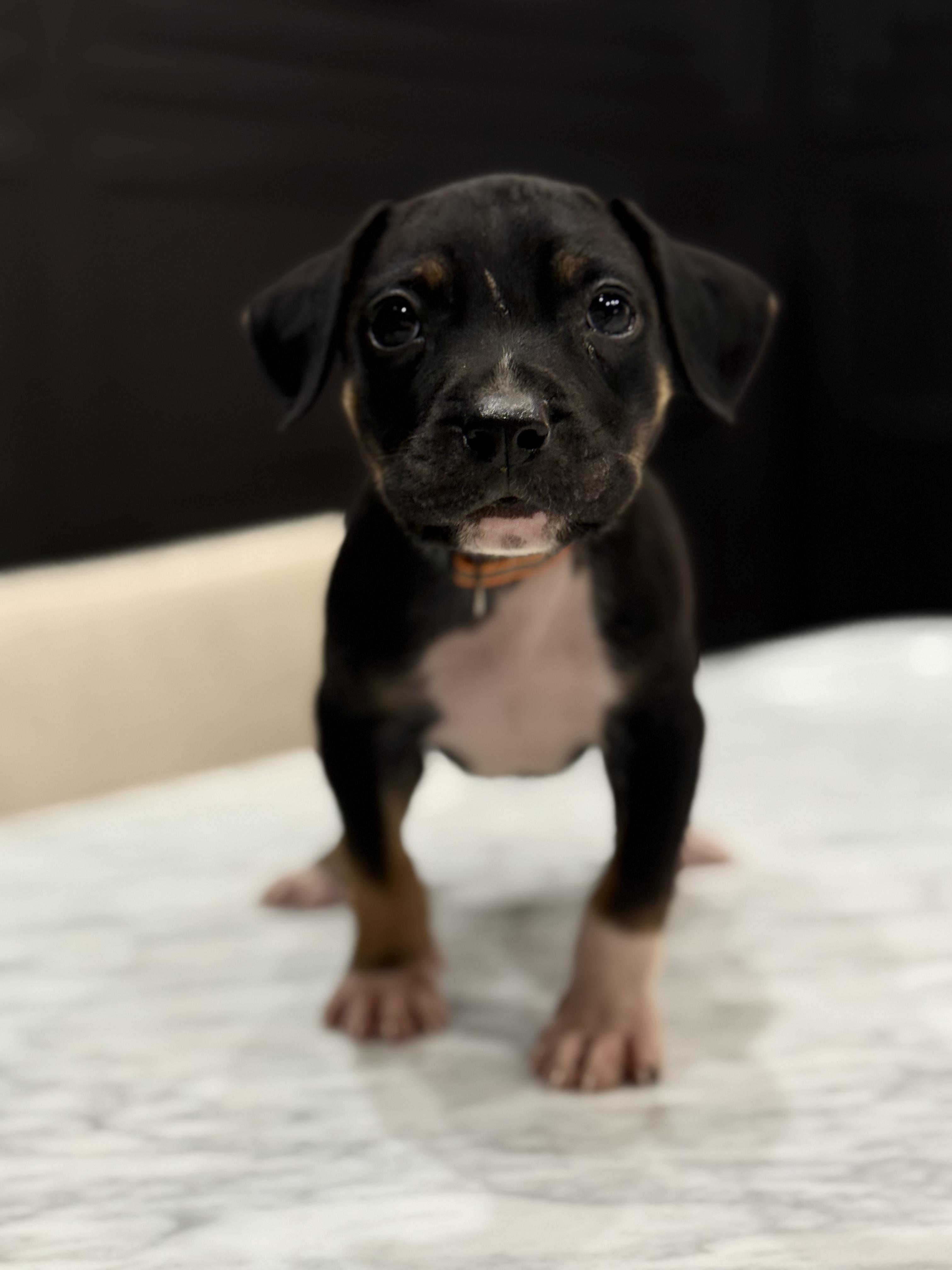 Enlarge Knox, an adoptable mixed breed in Mount Juliet, TN image 6/6