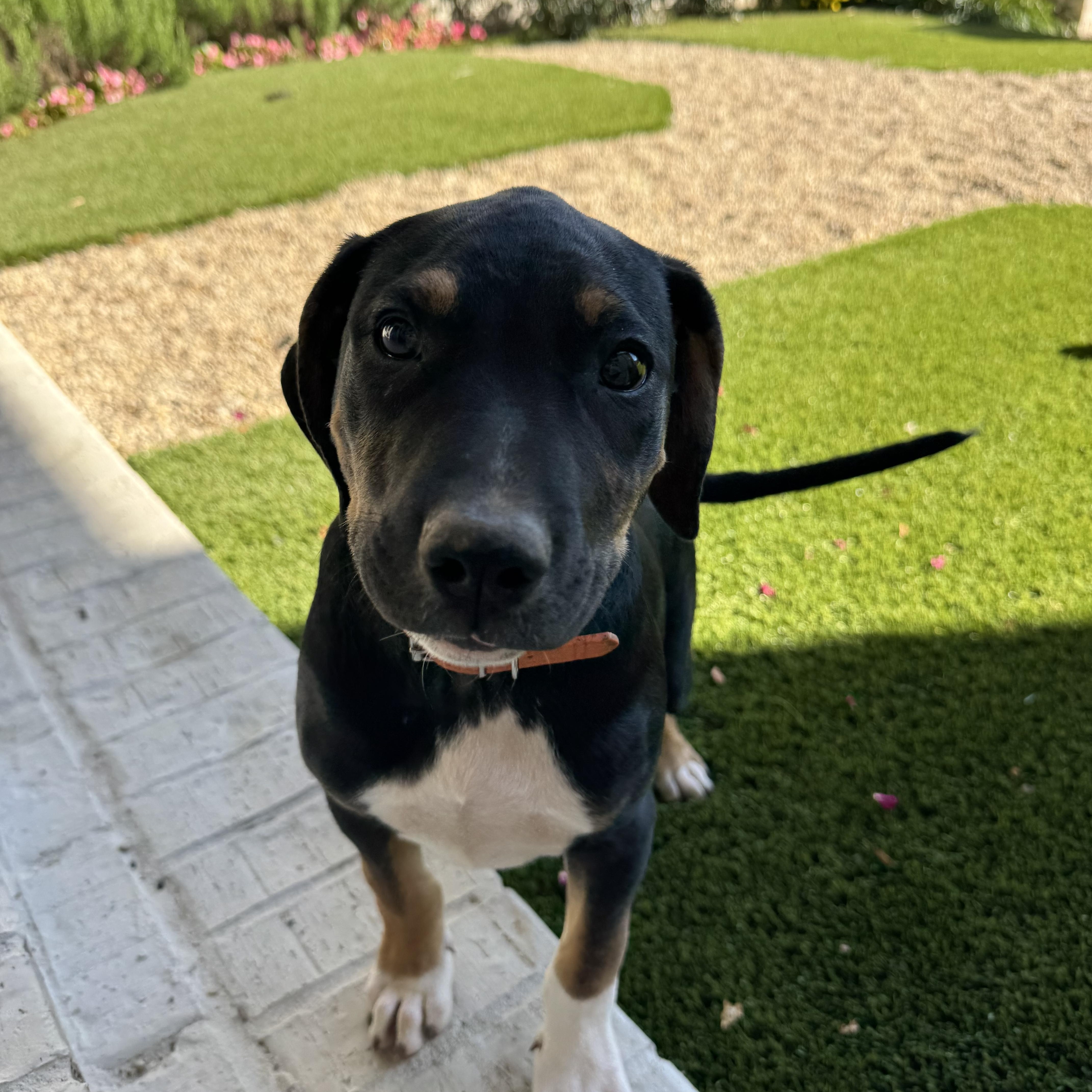 Enlarge Knox, an adoptable mixed breed in Mount Juliet, TN image 3/6