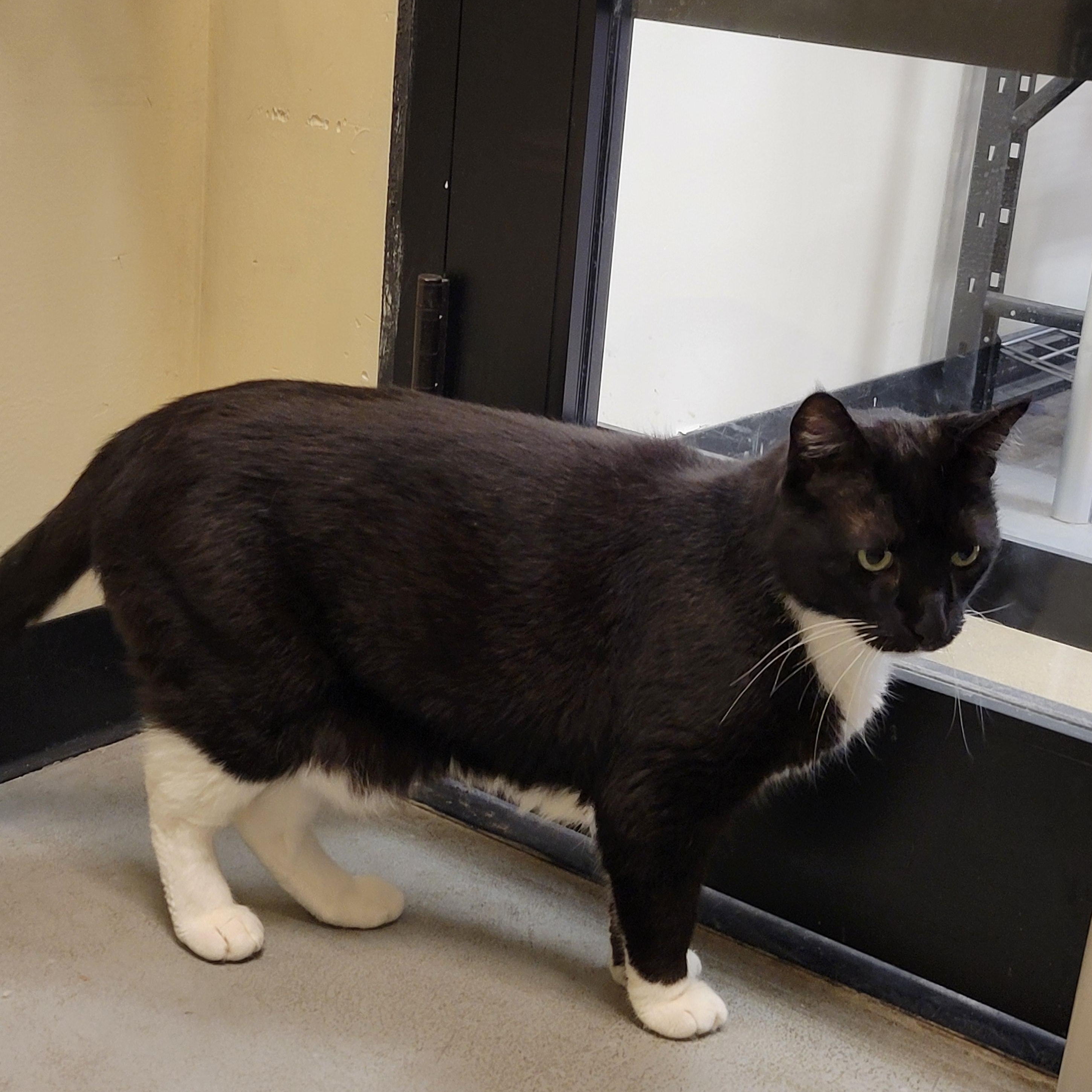Enlarge Felix, a ADOPTABLE mixed breed in Bolingbrook, IL image 3/5