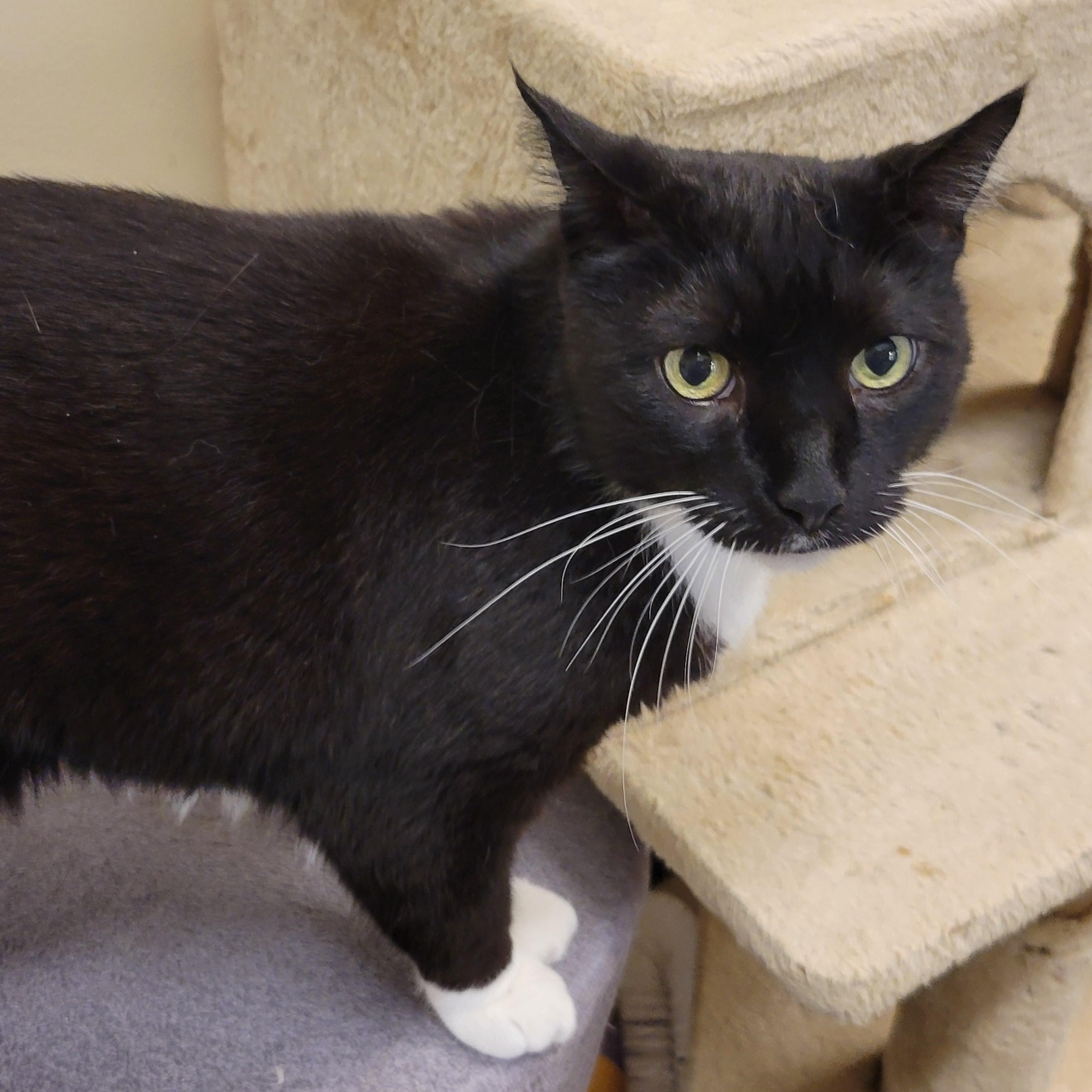 Enlarge Felix, a ADOPTABLE mixed breed in Bolingbrook, IL image 2/5