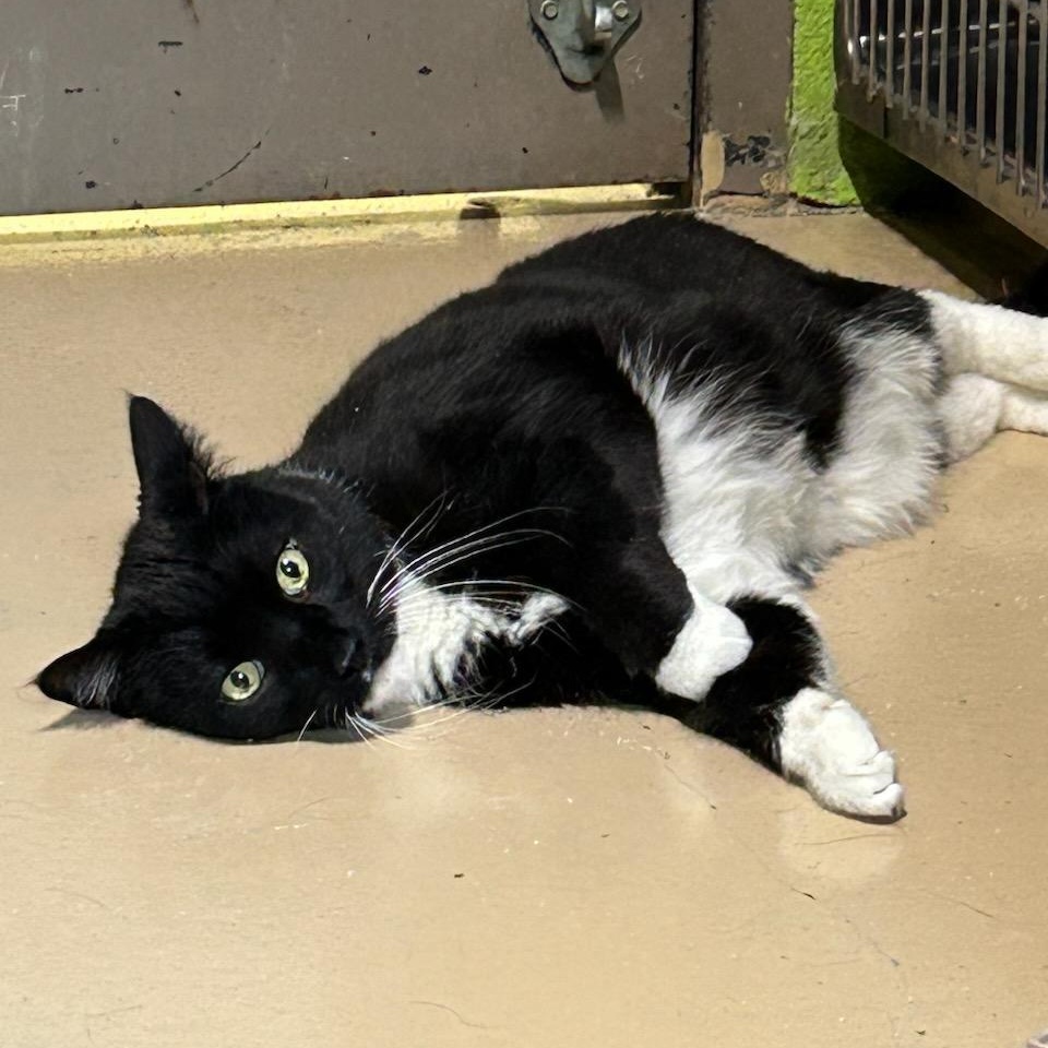 Felix, a ADOPTABLE mixed breed in Bolingbrook, IL image 2/2