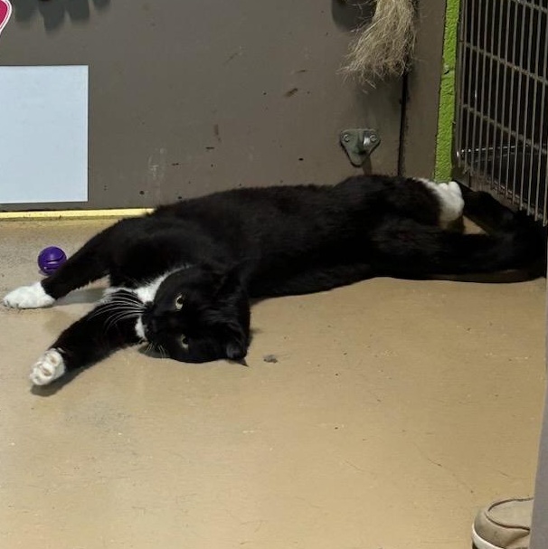 Felix, ADOPTABLE, Adult Male Domestic Medium Hair & Tuxedo.
