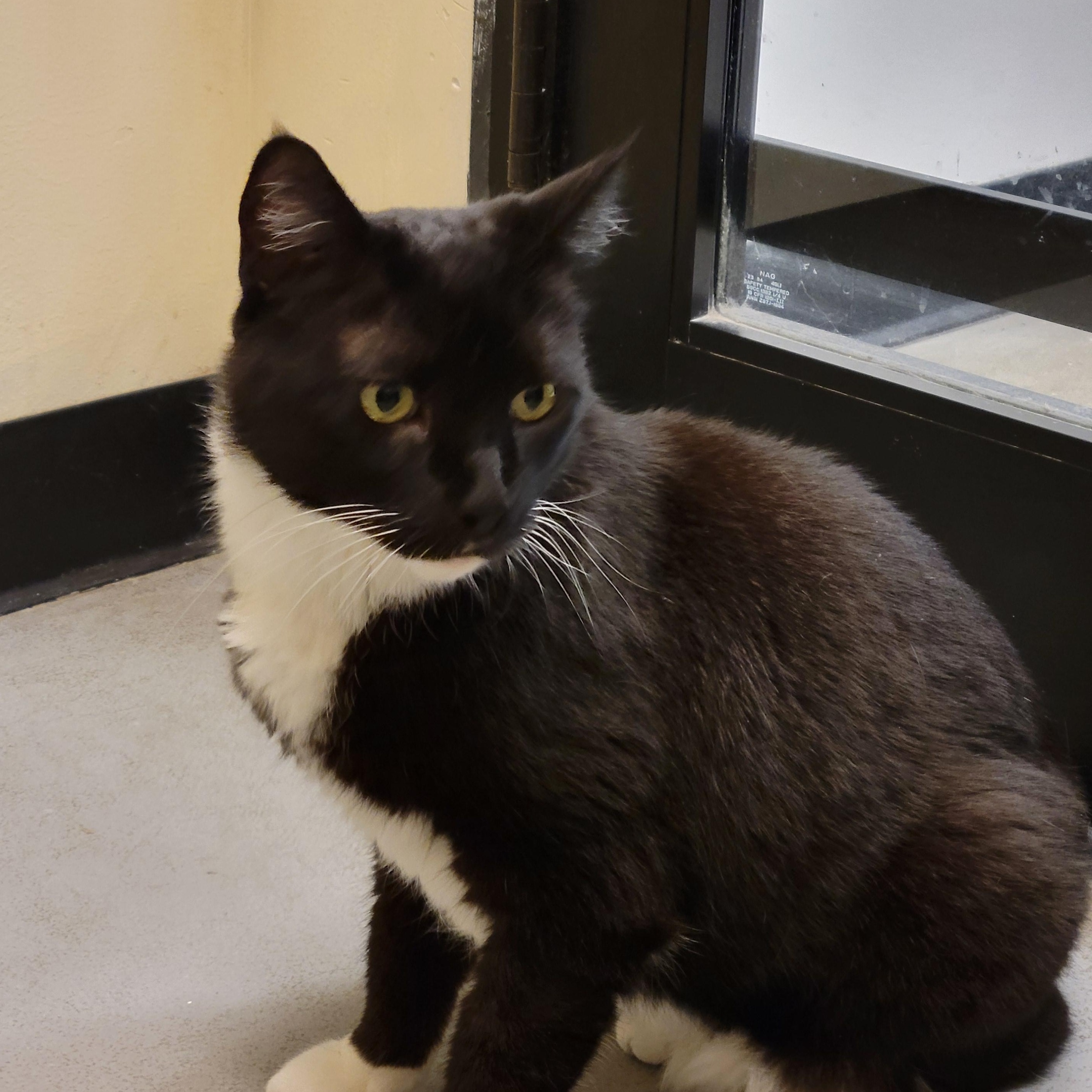 Felix, ADOPTABLE, Adult Male Domestic Medium Hair & Tuxedo.