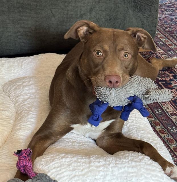 Enlarge MILLIE, a Adoptable mixed breed in Sacramento, CA image 1/1