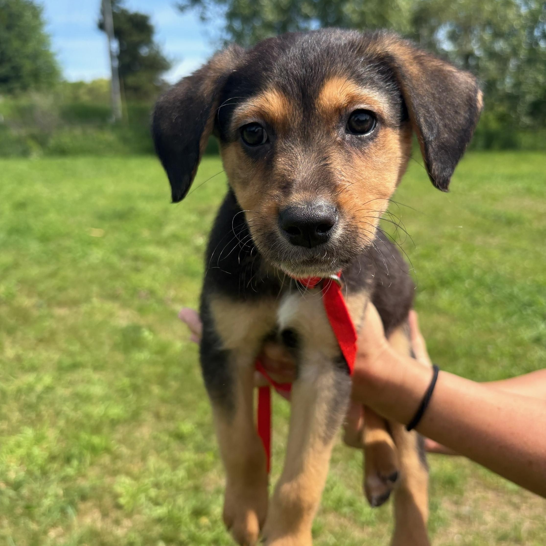 Enlarge Rooney, a Adoptable mixed breed in Traverse City, MI image 1/1