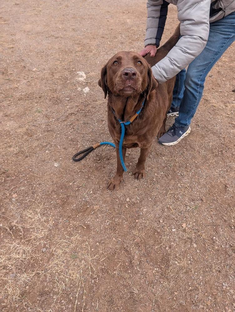 Champoux / Lucy, Adoptable, Adult Female Labrador Retriever.