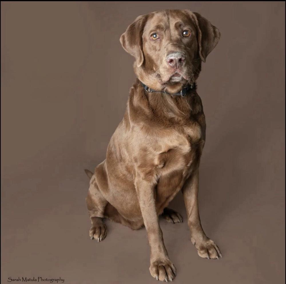 Enlarge Champoux / Lucy, a Adoptable Labrador Retriever in Broomfield, CO image 2/5