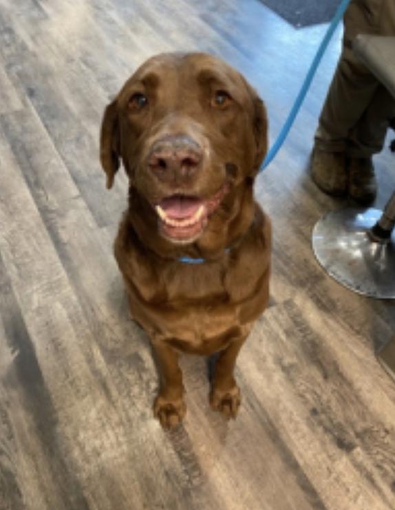 Enlarge Champoux / Lucy, a Adoptable Labrador Retriever in Broomfield, CO image 3/5