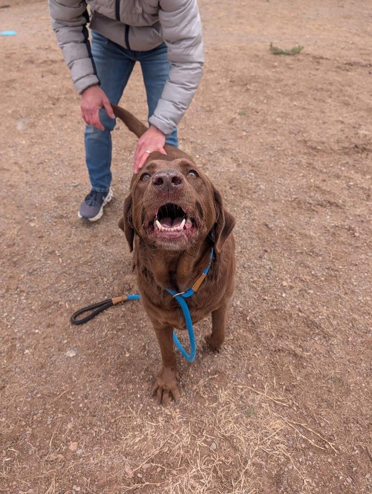 Enlarge Champoux / Lucy, a Adoptable Labrador Retriever in Broomfield, CO image 4/5