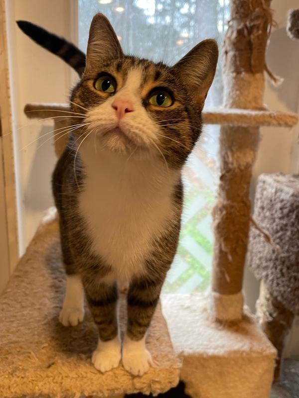 Story, Adoptable, Young Female Domestic Short Hair.