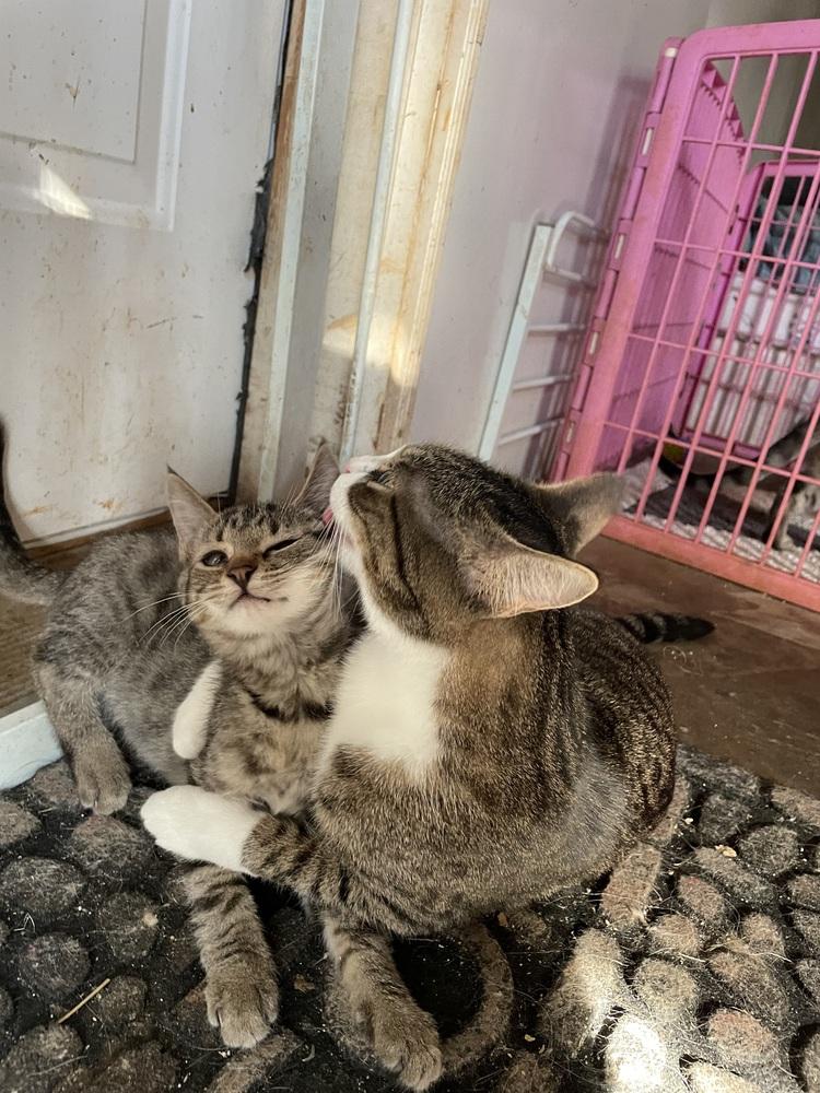 Story, Adoptable, Young Female Domestic Short Hair.