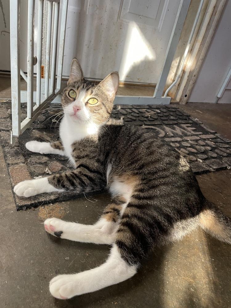 Enlarge Story, a Adoptable mixed breed in Newnan, GA image 2/3