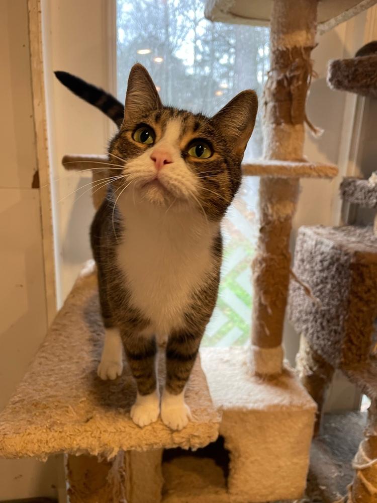 Enlarge Story, a Adoptable mixed breed in Newnan, GA image 3/4