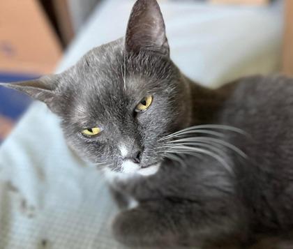 Greyson, a Adoptable Domestic Short Hair in Anderson, IN image 1/3