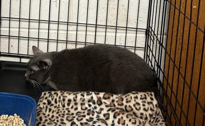 Greyson, a Adoptable Domestic Short Hair in Anderson, IN image 2/3