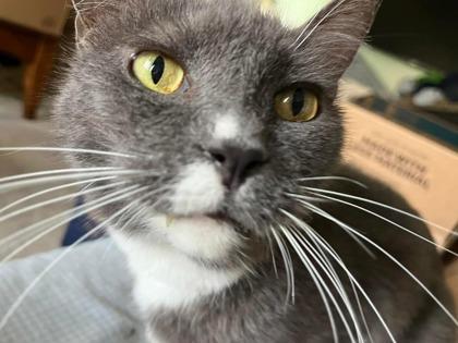 Greyson, a Adoptable Domestic Short Hair in Anderson, IN image 3/3