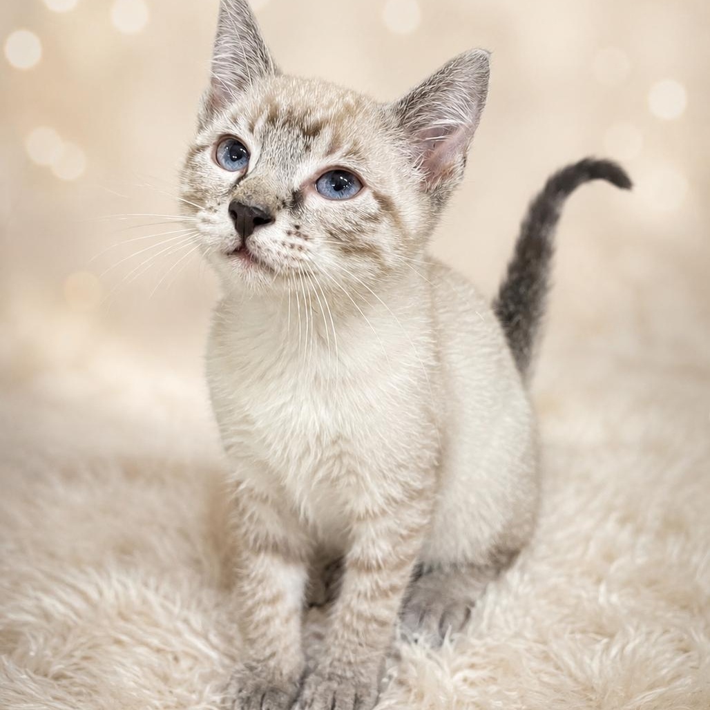 Enlarge Houndini, an adopted mixed breed in Heber Springs, AR image 1/1