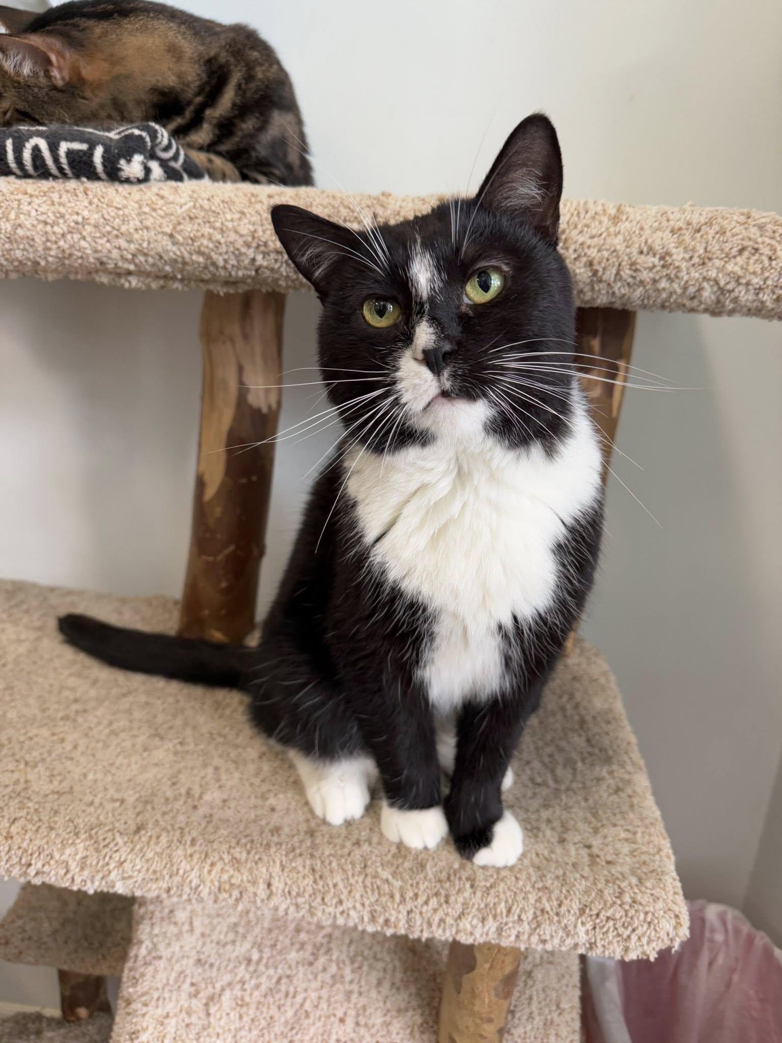 Pied Piper thumbnail 2