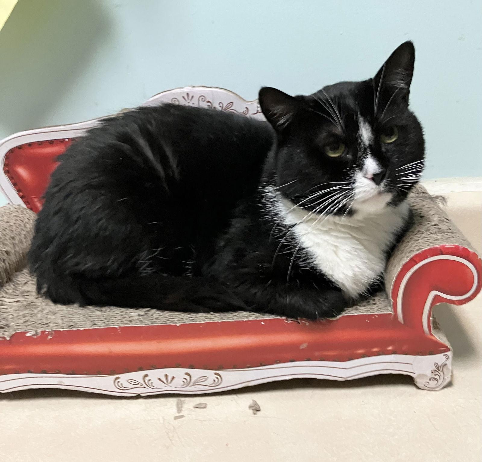 Pied Piper thumbnail 3