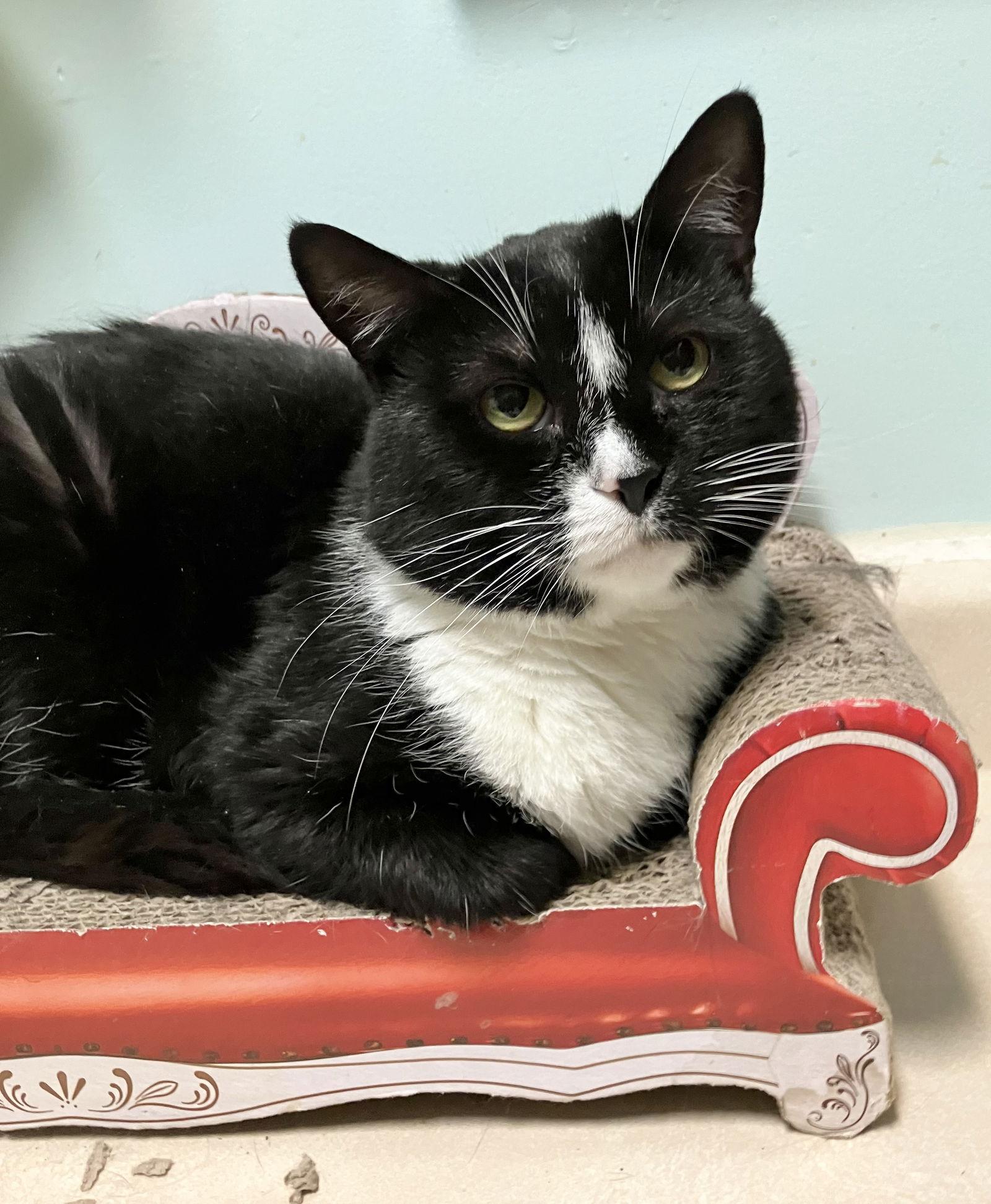 Pied Piper thumbnail 4