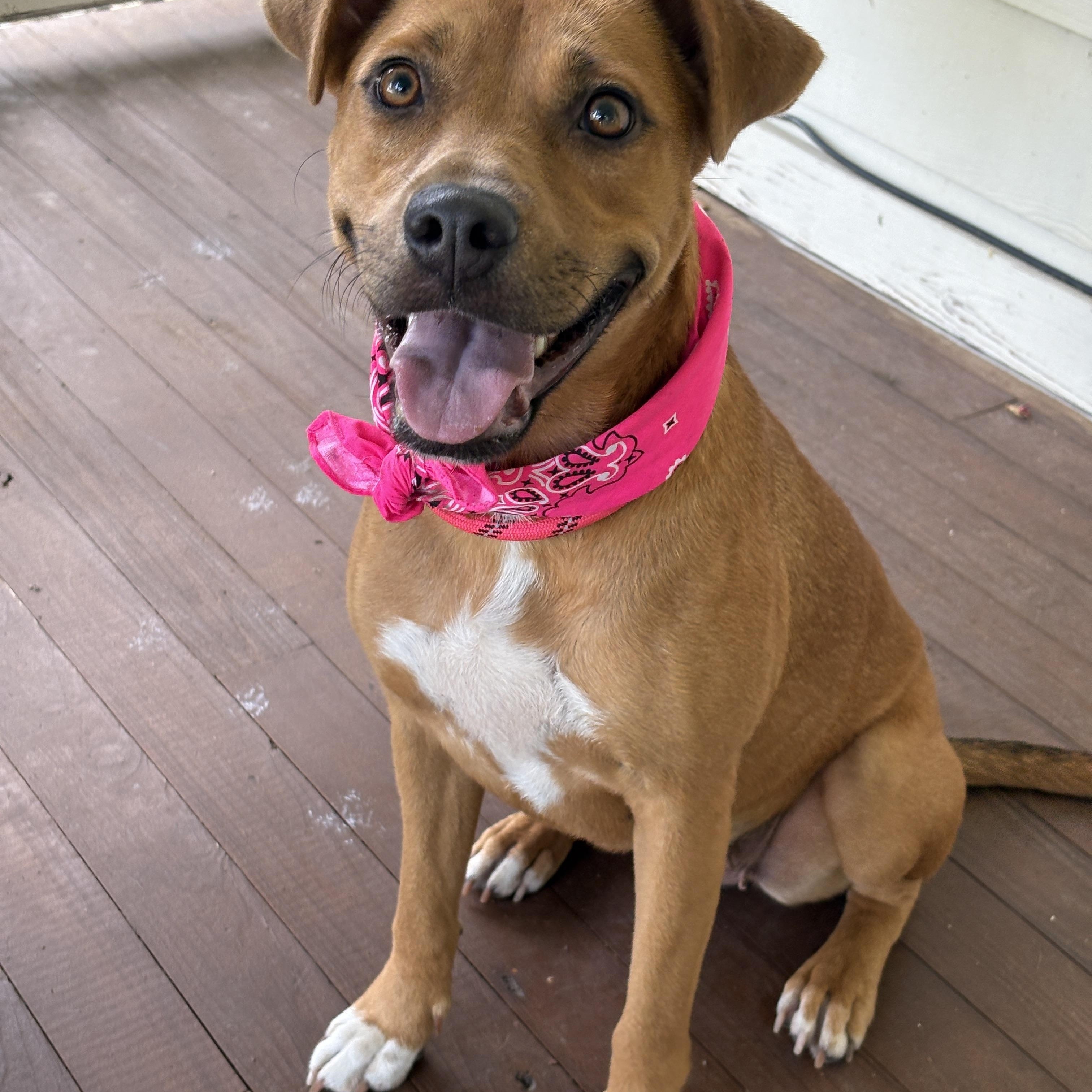 Enlarge ANNIE- luvs to please!, a Adoptable mixed breed in Allentown, PA image 4/4