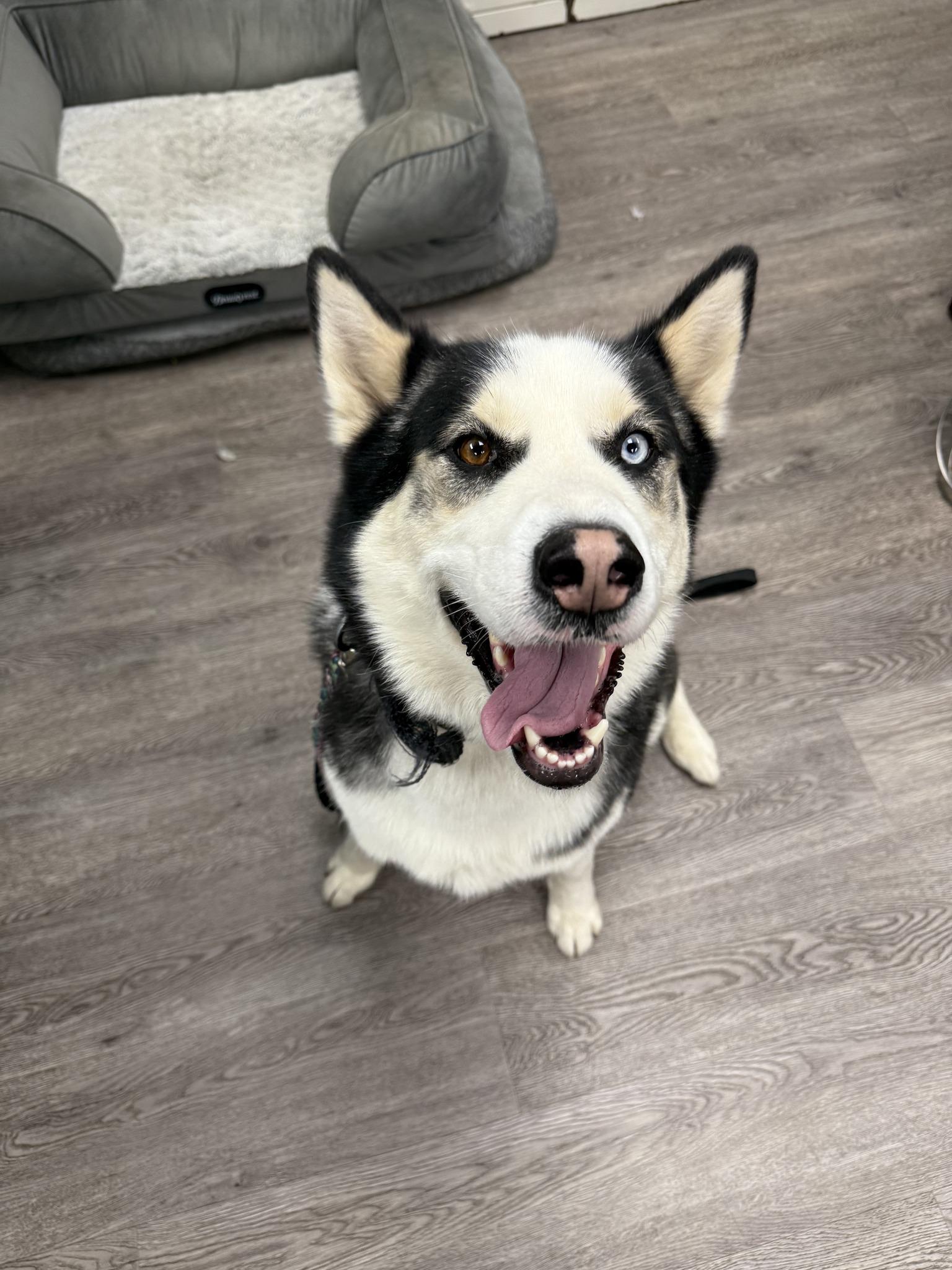Koda, ADOPTABLE, Young Male Husky.
