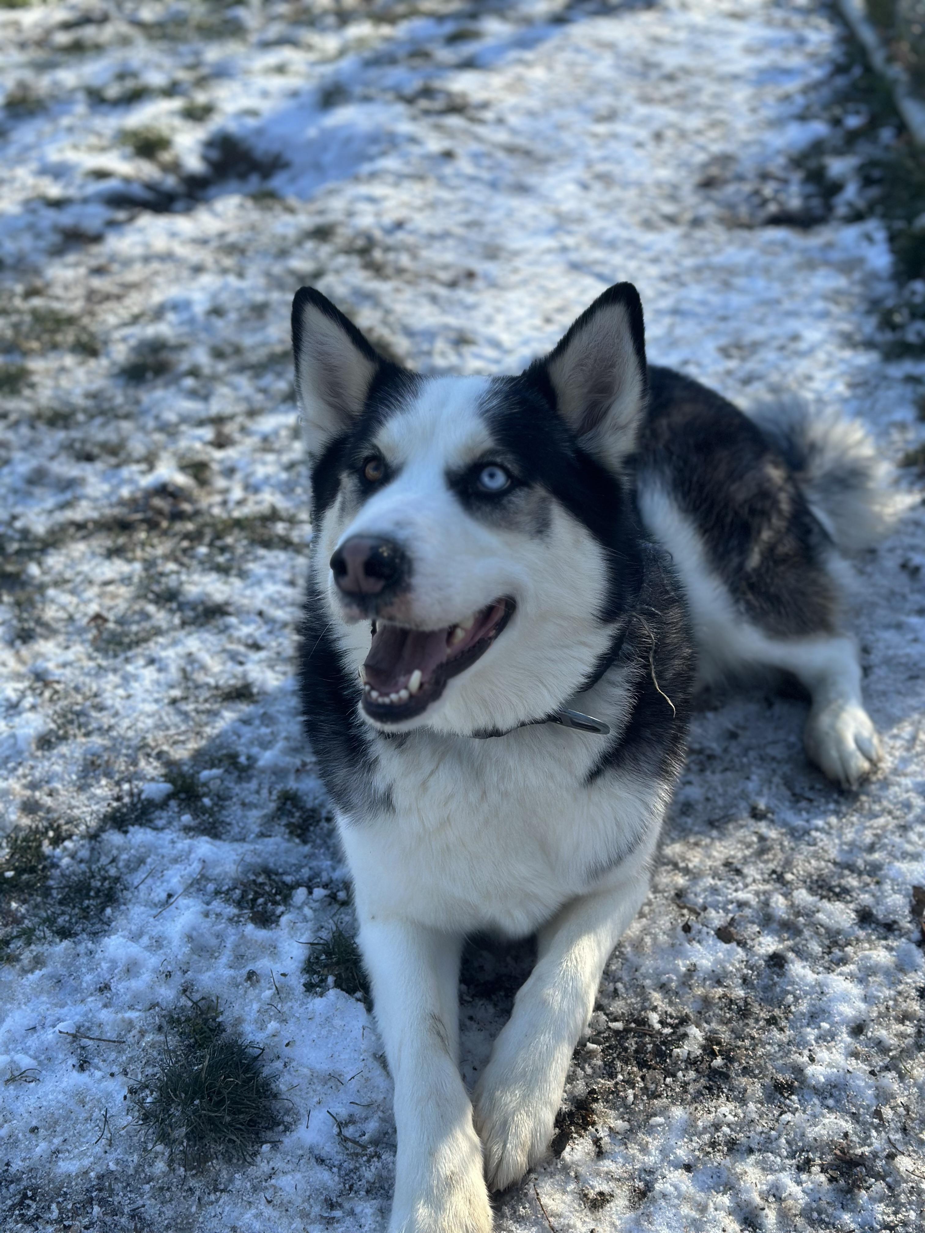 Koda, a ADOPTABLE mixed breed in Newburgh, NY image 2/2