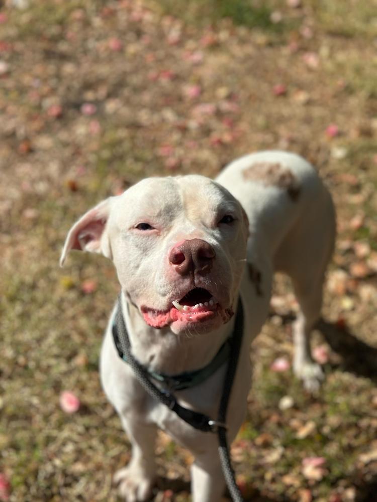 Enlarge Rooster, a Adoptable mixed breed in Lakeland, FL image 1/6