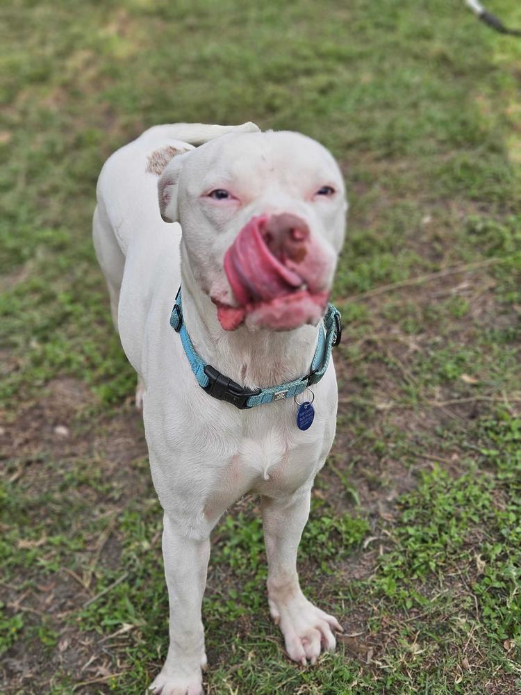 Enlarge Rooster, a Adoptable mixed breed in Lakeland, FL image 2/6