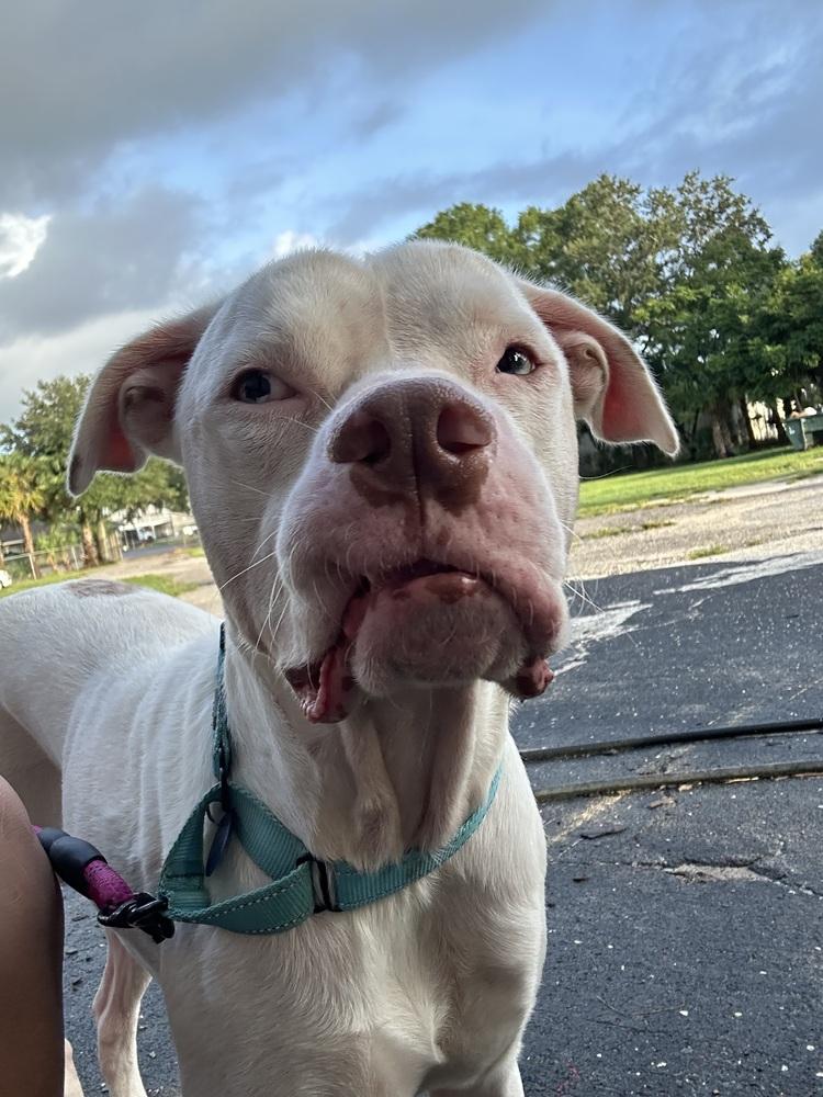 Enlarge Rooster, a Adoptable mixed breed in Lakeland, FL image 3/6