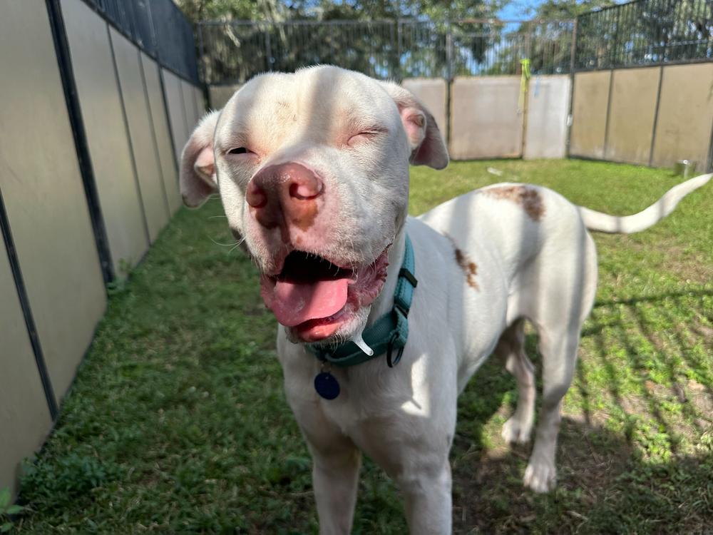 Enlarge Rooster, a Adoptable mixed breed in Lakeland, FL image 4/6