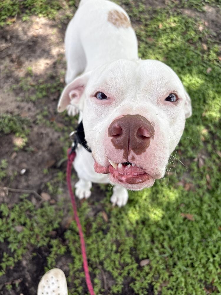 Rooster, a Adoptable mixed breed in Lakeland, FL image 4/6