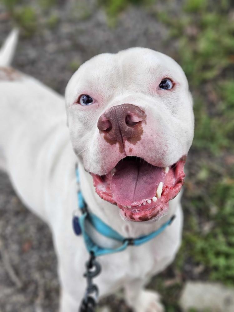 Enlarge Rooster, a Adoptable mixed breed in Lakeland, FL image 5/6