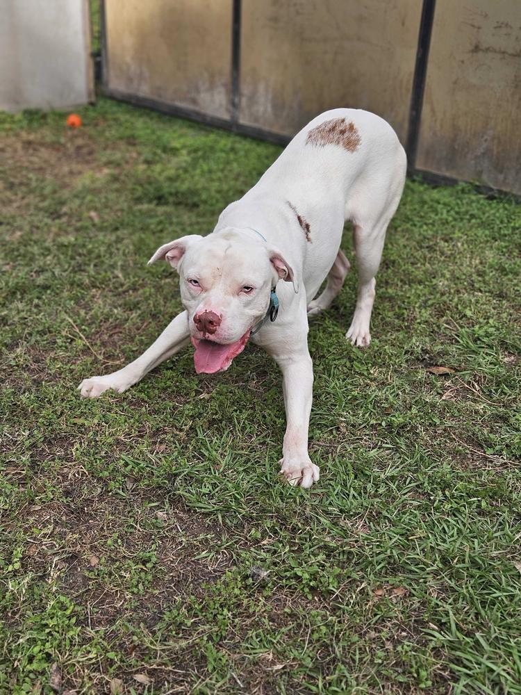 Enlarge Rooster, a Adoptable mixed breed in Lakeland, FL image 6/6