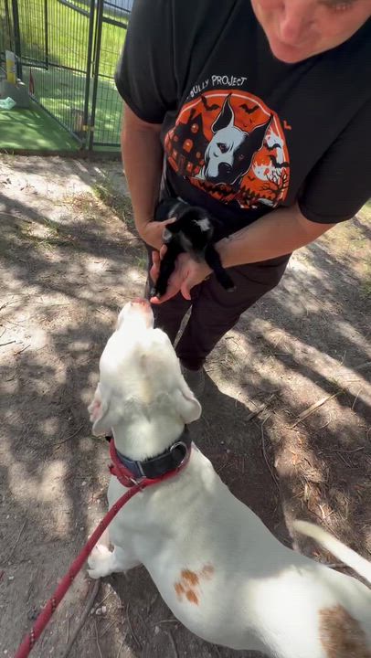 Enlarge Rooster, a Adoptable mixed breed in Lakeland, FL video 6/6