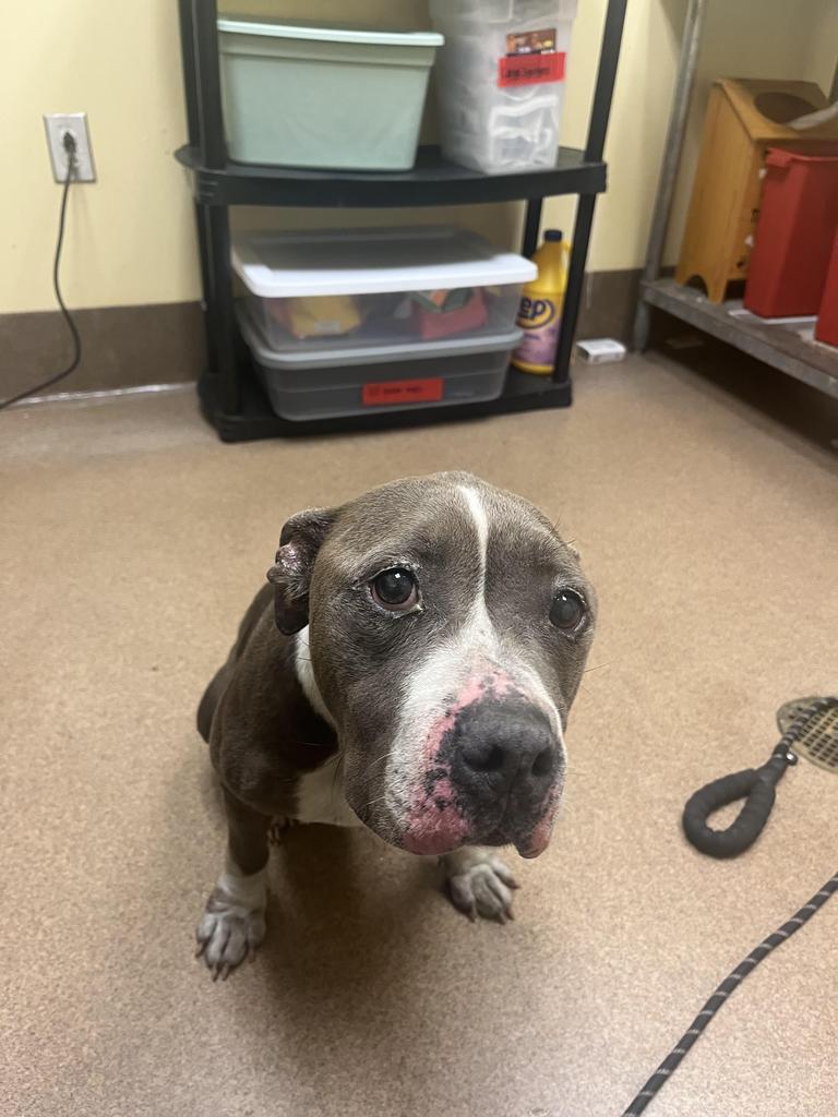 Eunice ✅, Adoptable, Adult Female Mixed Breed.