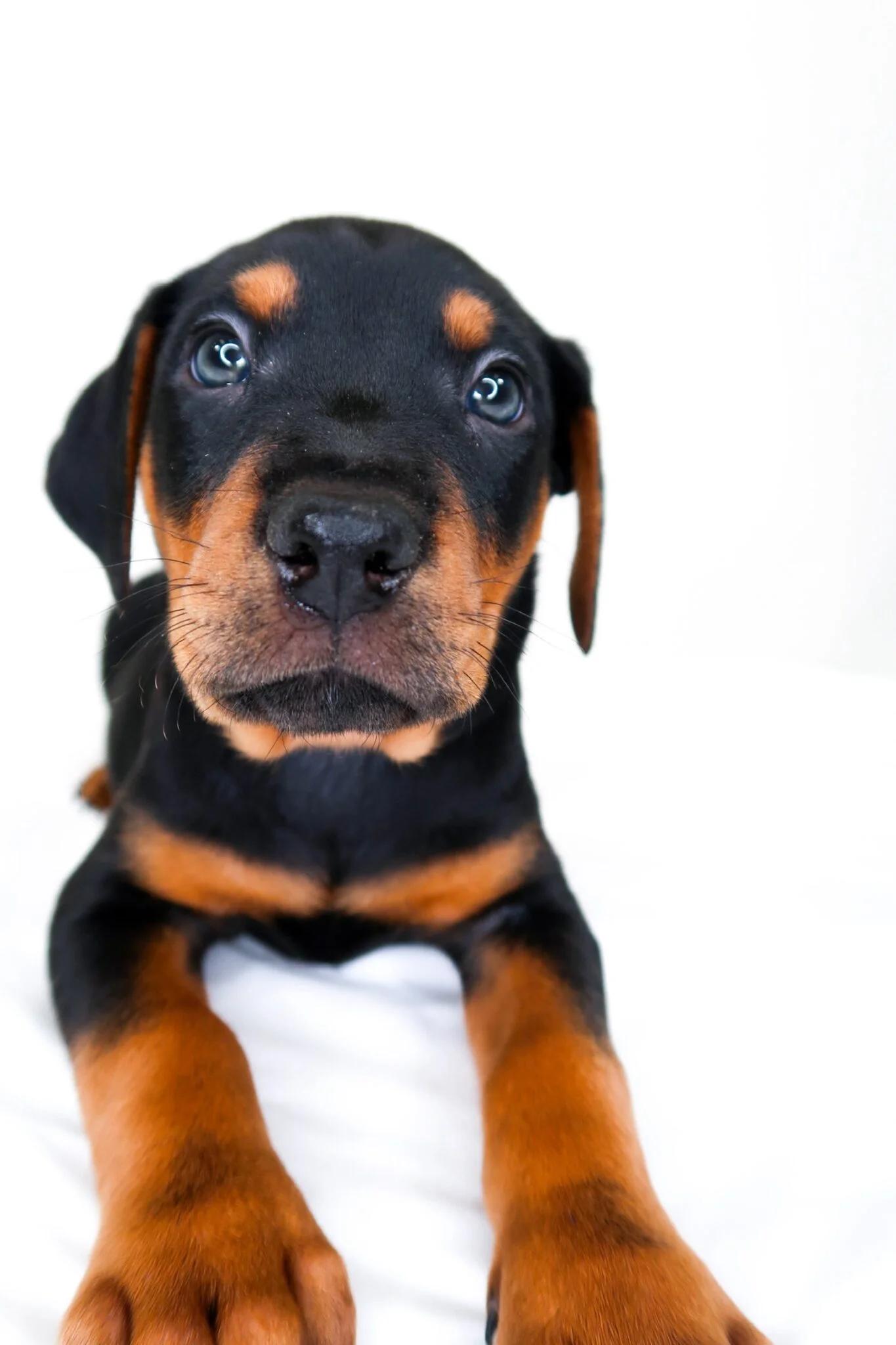 Johnny Cash, an adopted mixed breed in Bixby, OK image 6/6