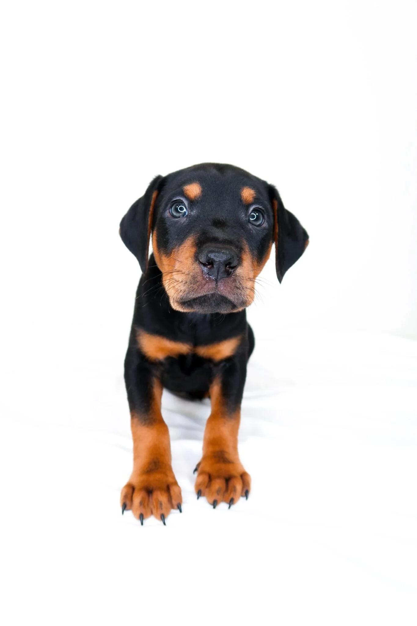 Johnny Cash, an adopted mixed breed in Bixby, OK image 4/6