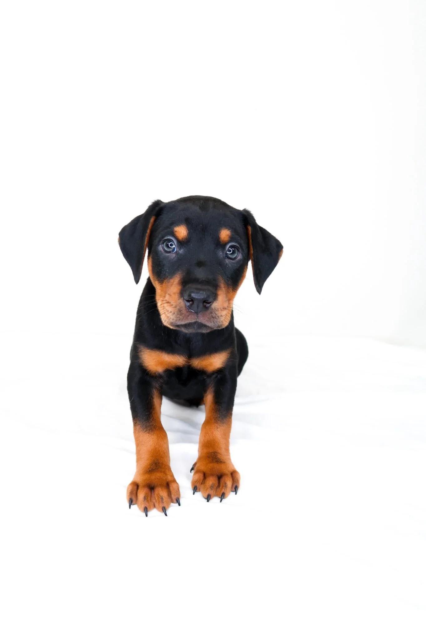 Johnny Cash, an adopted mixed breed in Bixby, OK image 5/6