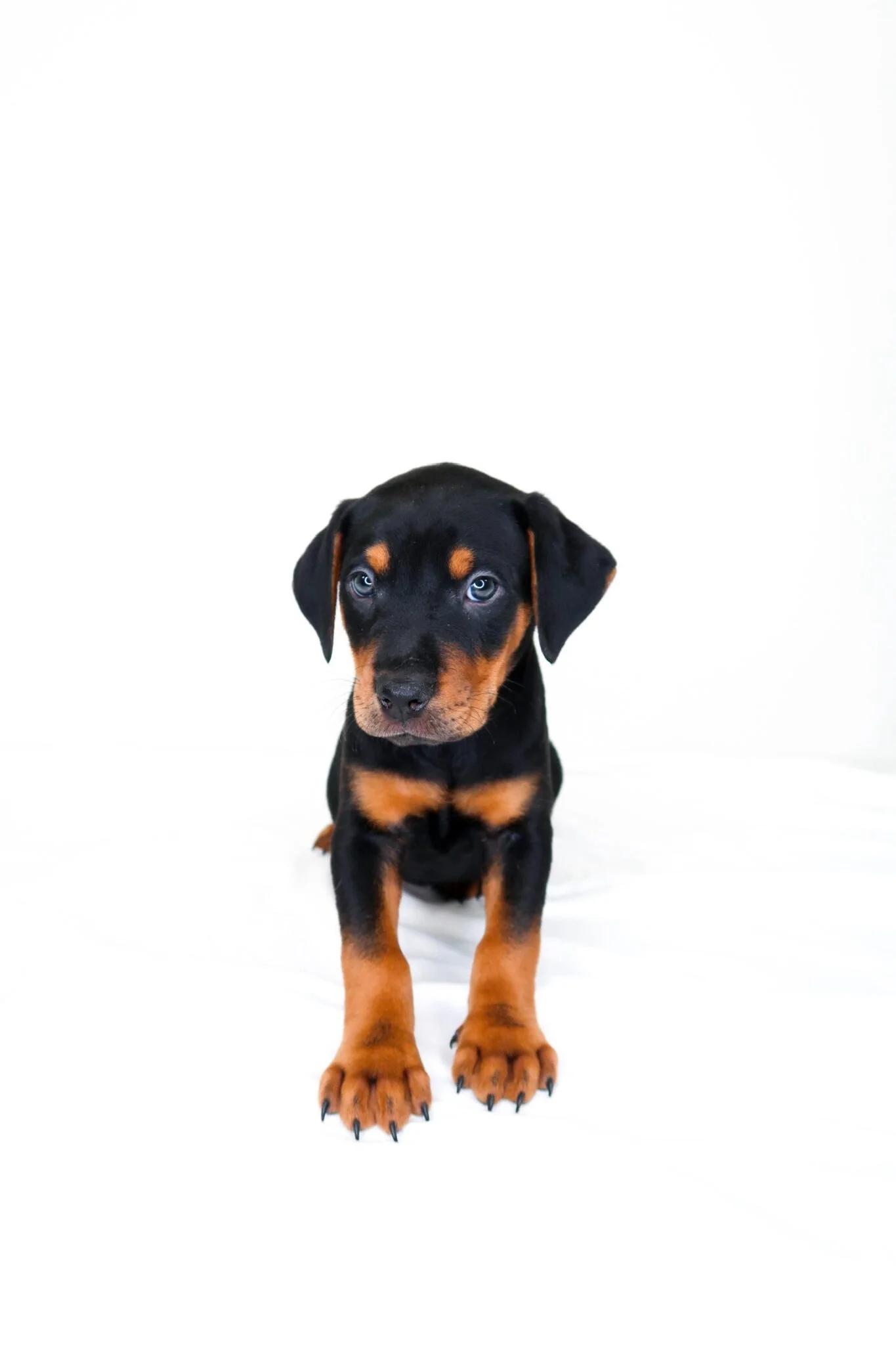Johnny Cash, an adopted mixed breed in Bixby, OK image 3/6