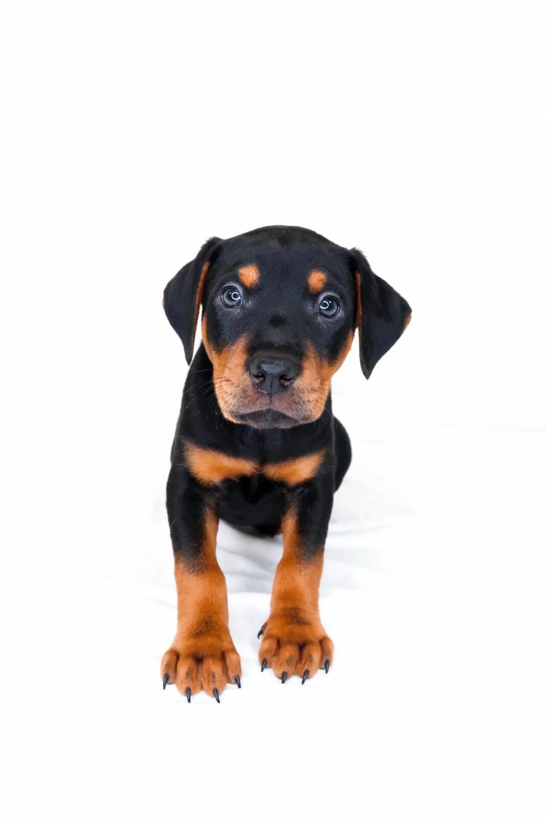 Johnny Cash, an adopted mixed breed in Bixby, OK image 2/6