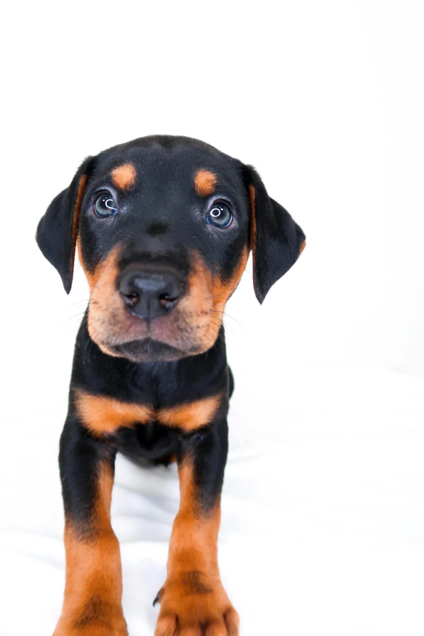 Johnny Cash, an adopted mixed breed in Bixby, OK image 1/6