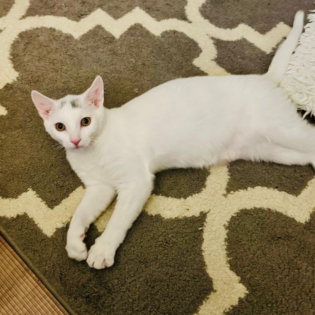 Enlarge Lane (Westmere Kitten I), a Adoptable Domestic Short Hair in Westport, CT image 1/6