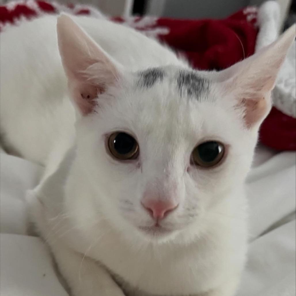 Lane (Westmere Kitten I), Adoptable, Young Male Domestic Short Hair.