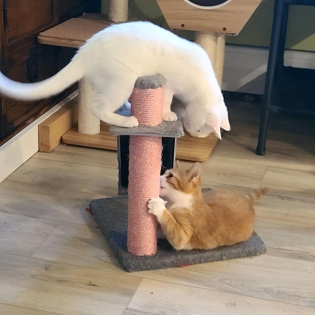 Lana (Westmere Kitten I), Adoptable, Kitten Male Domestic Short Hair.