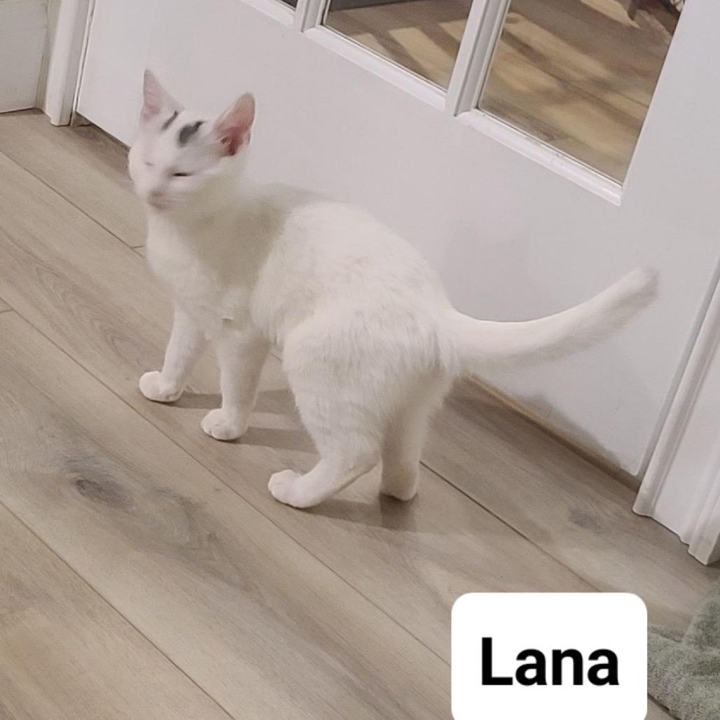 Enlarge Lana (Westmere Kitten I), a Adoptable Domestic Short Hair in Westport, CT image 2/5