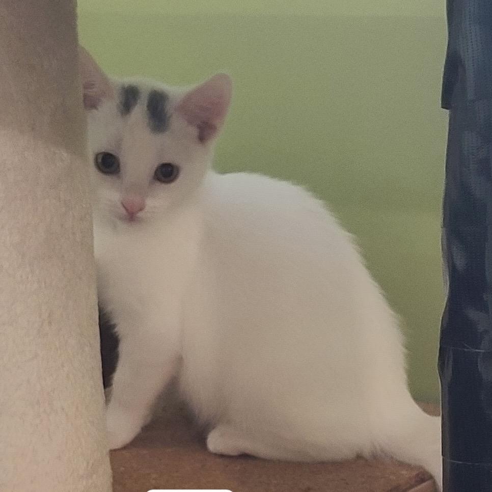 Enlarge Lana (Westmere Kitten I), a Adoptable Domestic Short Hair in Westport, CT image 3/5